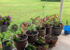 Herbs in pots and transplanting flowers Photo by Sandra Gurley