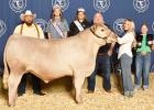 Grand Champion Market Steer Addison Wilde, Westphalia 4-H Club Buyers: Que Pasa Cattle & Apple Sport Chevy Grand Champion Market Steer Addison Wilde, Westphalia 4-H Club Buyers: Que Pasa Cattle & Apple Sport Chevy