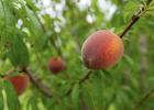 Texas fruit growers adapt to chill challenges and freeze damage