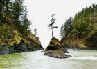 Feature photograph taken on January 9, 2026 by Lisa San Miguel, “The tree in a rock we flew across the country to see. Cape Disappointment in Washington state.” Photo by Lisa San Miguel