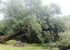 Faulkner Park