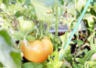 Pivoting Your Spring Garden for Blazing Summer Success
