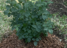 Belinda’s Dream is tough, but it still needs consistent moisture during its first summer after being moved. Photo by L. Estep Belinda’s Dream is tough, but it still needs consistent moisture during its first summer after being moved. Photo by L. Estep
