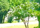 White crepe myrtle shows full white blooms while being trained as a tree. This crepe myrtle is young - almost six years. Photo by Letitia Estep