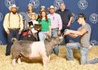 Grand Champion Swine Addison Yezak, Westphalia 4-H Club Buyers: Que Pasa Cattle & Apple Sport Chevy & Milam County Livestock Grand Champion Swine Addison Yezak, Westphalia 4-H Club Buyers: Que Pasa Cattle & Apple Sport Chevy & Milam County Livestock