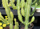 From Southern Africa to Texas, introducing the Cowboy Cactus. Photo by Letitia Estep From Southern Africa to Texas, introducing the Cowboy Cactus. Photo by Letitia Estep