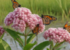 Wanted: Pollinators and Gardeners, Part 2