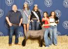 Grand Champion Lamb Maddie Whitley, Rocky Hill 4-H Club Buyer: Apple Sport Chevy Grand Champion Lamb Maddie Whitley, Rocky Hill 4-H Club Buyer: Apple Sport Chevy