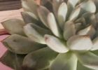 Photo by L. Estep Photo by L. Estep