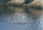 Ducks spotted swimming in the Brazos near the Falls! Photo by Mark Pelzel Ducks spotted swimming in the Brazos near the Falls! Photo by Mark Pelzel
