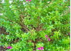 San Antone Oregano at the home of Ms. Bettye Tarver of Marlin, TX: a heat-tolerant plant that attracts bees, butterflies, and hummingbirds. Photo by Bettye Tarver San Antone Oregano at the home of Ms. Bettye Tarver of Marlin, TX: a heat-tolerant plant that attracts bees, butterflies, and hummingbirds. Photo by Bettye Tarver
