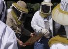 Safely handling bees can help lower your property taxes as well as being a fun family activity and providing honey for your table. Contributed Photo
