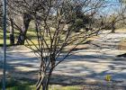 If your Crepe Myrtle looks like this, it definitely needs pruning, but, remember, proper pruning focuses on removing dead/diseased wood and shaping in late winter/early spring to encourage blooms on new wood without damaging the natural form. Next week, a If your Crepe Myrtle looks like this, it definitely needs pruning, but, remember, proper pruning focuses on removing dead/diseased wood and shaping in late winter/early spring to encourage blooms on new wood without damaging the natural form. Next week, a