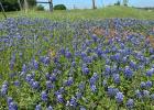 Bluebonnets. Photo by Madison Mahoney
