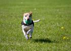 Photo: Dog playing outdoors. Provided by College of Veterinary Medicine & Biomedical Sciences, Texas A&M University