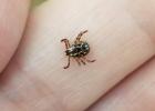 The American dog tick is one of the most common species found in Texas. (AgriLife photo by Wizzie Brown)