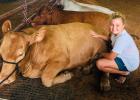 Madison Skala, age 10, shown here with 1100 lbs. “Trump” - awarded Ribbon 4th Place in Lightweight Class Third year she has shown her “boy” cow.