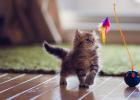Photo: Cat playing indoors. Provided by College of Veterinary Medicine & Biomedical Sciences, Texas A&M University