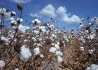 Cotton producers across the nation are having to rethink their management after a recent court ruling on dicamba herbicide products. (Texas A&M AgriLife photo)