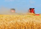  Producers across the state are harvesting or have already harvested their wheat crop. (Texas A&M AgriLife photo by Kay Ledbetter)