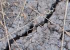 Managing rangeland in preparation for drought will be discussed online July 21. (AgriLife photo by Kay Ledbetter)