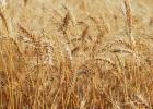 The Wheatheart Wheat Conference will discuss area variety trials and production, as well as markets. (Texas A&M AgriLife photo by Kay Ledbetter)