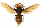 Many insects are being mistaken for the Asian giant hornet.