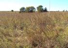 Pasture management is the next “On the Line with AgriLife” topic. (AgriLife photo)