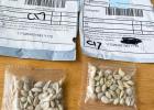 Mystery seeds with labeling from China. (Source: Washington State Department of Agriculture)