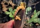 Armyworm eating okra. They’re a bad garden pest because they eat anything. Bt sprays are a good organic way to treat any worm pest, including armyworms. (Texas A&M AgriLife Extension photo by Joe Masabni)