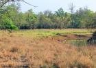Old-growth grasslands, like this savanna with Axis deer in central India, need frequent fires and herbivores to maintain their high plant diversity . (Texas A&M AgriLife photo by Ashish Nerlekar)