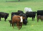  Texas A&M AgriLife offers tool to analyze beef cattle operation performance. (Texas A&M AgriLife photo)
