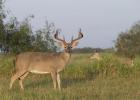  Hunters will be looking for their opportunity to take a shot when deer season opens.