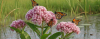 Wanted: Pollinators and Gardeners, Part 2